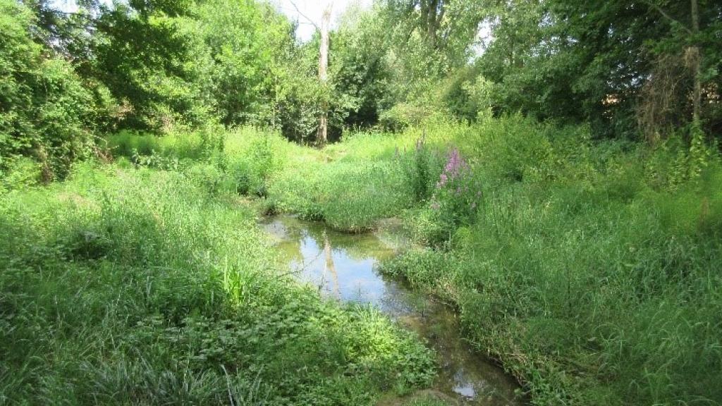 photo de la zone humide après travaux