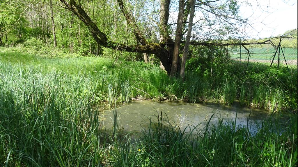 Photo de la zone humide en bord du Girou