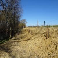 Plantations d'arbres et arbustes le long de l'Hers à Renneville