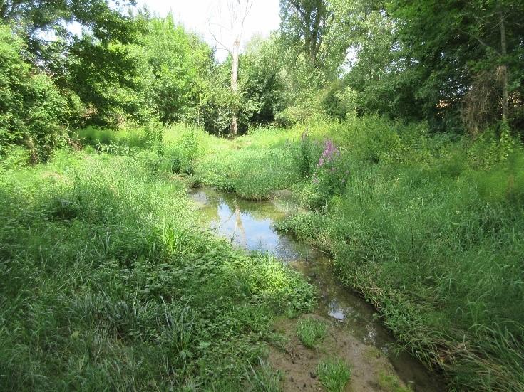 Zone humide restaurée à l’amont du Dourdou en amont du Dourdou