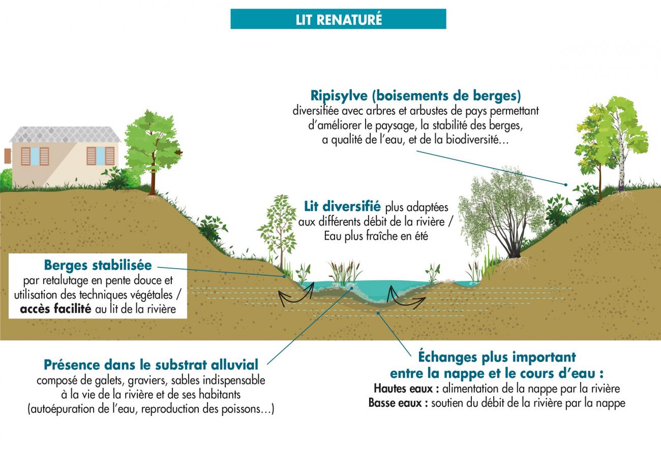 Schéma d'un cours d'eau renaturé