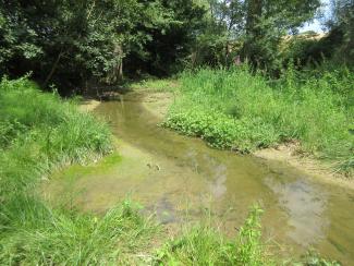 photo de la zone humide 1 an après travaux