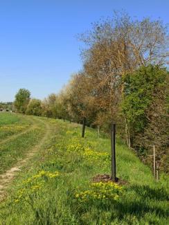 alignement des plantations le long de la Seillonne