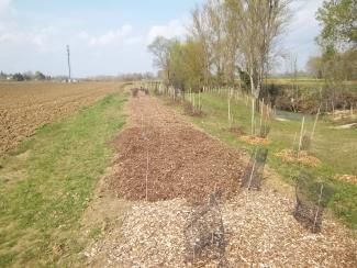 Photo après plantations vue aval