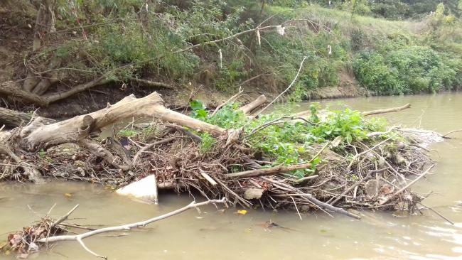Câblage d'un arbre formant un épis dans l'Hers à Balma Lasbordes photo d'un arbre câblé dans le cours d'eau, en épis dans le lit